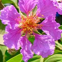Banaba